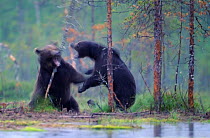 Two European brown bears (Ursus arctos) fighting, Kuhmo, Finland, July 2009
