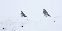 Gyrfalcon (Falco rusticolus) pair, male on the left, in snow, Myvatn, Thingeyjarsyslur, Iceland, April 2009