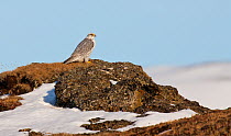Female Gyrfalcon (Falco rusticolus) on rock, Myvatn, Thingeyjarsyslur, Iceland, April 2009