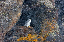 Female Gyrfalcon (Falco rusticolus) on nest, Myvatn, Thingeyjarsyslur, Iceland, April 2009