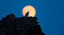 Gyrfalcon (Falco rusticolus) on rock silhouetted against full moon, Myvatn, Thingeyjarsyslur, Iceland, April 2009