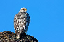 Female Gyrfalcon (Falco rusticolus) on rock, Myvatn, Thingeyjarsyslur, Iceland, April 2009