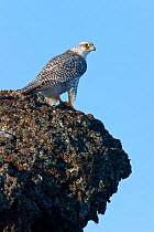 Female Gyrfalcon (Falco rusticolus) on rock ledge, Myvatn, Thingeyjarsyslur, Iceland, April 2009