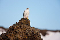 Female Gyrfalcon (Falco rusticolus) perched on top of rock, Myvatn, Thingeyjarsyslur, Iceland, April 2009