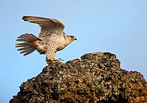 Female Gyrfalcon (Falco rusticolus) landing on rock, Myvatn, Thingeyjarsyslur, Iceland, May 2009