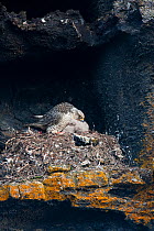Female Gyrfalcon (Falco rusticolus) on nest with chicks, Myvatn, Thingeyjarsyslur, Iceland, May 2009