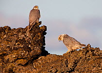 Gyrfalcon (Falco rusticolus) pair on rocks, male on the left, Myvatn, Thingeyjarsyslur, Iceland, June 2009