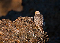 Female Gyrfalcon (Falco rusticolus) perched on rock, Myvatn, Thingeyjarsyslur, Iceland, June 2009