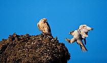 Gyrfalcon (Falco rusticolus) pair, male landing on rock, Myvatn, Thingeyjarsyslur, Iceland, June 2009