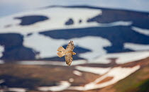 Gyrfalcon (Falco rusticolus) in flight, Thingeyjarsyslur, Iceland, June 2009
