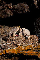 Gyrfalcon (Falco rusticolus) at nest with food for three chicks, Thingeyjarsyslur, Iceland, June 2009