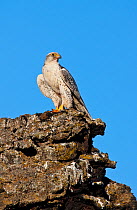 Gyrfalcon (Falco rusticolus) perched on rock, Thingeyjarsyslur, Iceland, June 2009