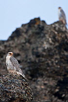 Gyrfalcon (Falco rusticolus) on rock, Myvatn, Thingeyjarsyslur, Iceland, June 2009