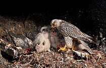 Gyrfalcon (Falco rusticolus) feeding chicks, Myvatn, Thingeyjarsyslur, Iceland, June 2009