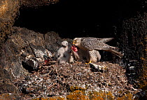 Gyrfalcon (Falco rusticolus) feeding chicks at nest, Myvatn, Thingeyjarsyslur, Iceland, June 2009