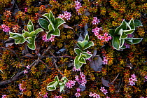 Dwarf willow (Salix herbacea) and flowering plant, Thingeyjarsyslur, Iceland, June 2009 Licensed for exclusive book cover until 1 February 2015.