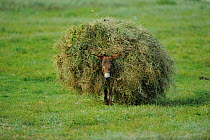 Donkey carrying a large hay load, Lake Prespa National Park, Albania June 2009