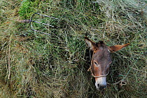 Donkey's head sticking out from pile of hay it is carrying, Lake Prespa National Park, Albania, June 2009