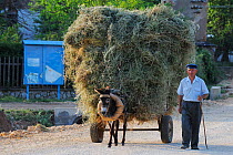 Farmer walking next to donkey pulling cart loaded with hay, Lake Prespa National Park, Albania, June 2009