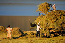 People gathering up hay for transportation,  Lake Prespa National Park, Albania, June 2009