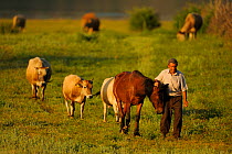 Farmer walking home with horse and cattle in the evening, Lake Prespa National Park, Albania, June 2009