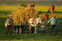 Farming family going home from work with a horse pulling cart full of hay, Lake Prespa National Park, Albania, June 2009