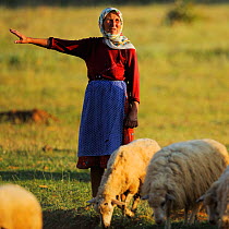 Women in field with sheep, Lake Prespa National Park, Albania, June 2009