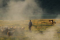 Farmer with sheep in field, light mist, Lake Prespa National Park, Albania, June 2009