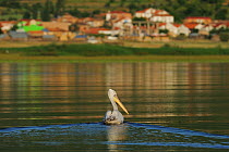 Dalmatian pelican (Pelecanus crispus) on water, Lake Prespa National Park, Albania, June 2009
