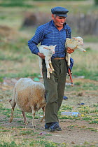 Shepherd carrying two lambs with a sheep following, Lake Prespa National Park, Albania, June 2009