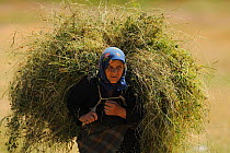 Woman carrying hay, Lake Prespa National Park, Albania, June 2009