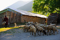 Farmer driving flock of sheep out in the morning, Lesser Lake Prespa, Lake Prespa National Park, Albania, June 2009