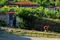 Woman cleaning path outside house, having already cleaned the steps, something done every morning, Lesser Lake Prespa, Lake Prespa National Park, Albania, June 2009