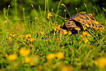 Hermann's tortoise (Testudo hermanni) Shebeniku-Jabllanica National Park, Albania, June 2009
