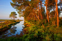 Pine trees at sunrise in delta, Karavasta Lagoons National Park, Albania, June 2009