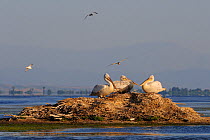 Three Dalmatian pelicans (Pelecanus crispus) on mound in water, Karavasta Lagoons National Park, Albania, June 2009