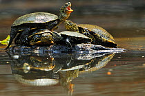 Three European pond turtles (Emys orbicularis) and a Balkan terrapin (Mauremys rivulata) on a rock surrounded by water, Butrint, Albania, June 2009