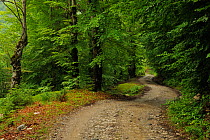 Mountain road through a Beech forest, Thethi National Park, Albania, June 2009