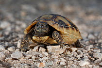 Hermanns tortoise (Testudo hermanni) hatchling, Patras, The Peloponnese, Greece, May 2009