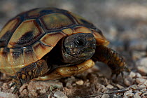 Hermann's tortoise (Testudo hermanni) hatchling, Patras area, The Peloponnese, Greece, May 2009