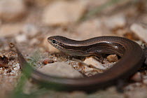 Snake eyed skink (Ablepharus kitaibelii) The Peloponnese, Greece, May 2009
