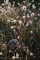 Hermann's tortoise (Testudo hermanni) in a summer meadow in a wetland, Patras area, The Peloponnese, Greece, May 2009