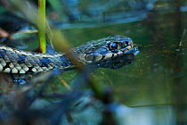Grass snake (Natrix natrix) in water, The Peloponnese, Greece, May 2009
