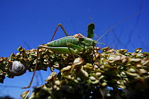 Large Katydid (Tettigoniidae) The Peloponnese, Greece, May 2009