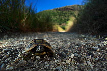 Hermann's tortoise (Testudo hermanni) hatchling, Patras area, The Peloponnese, Greece, May 2009