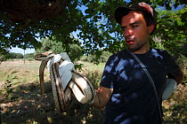 Field assistant, Bruno D'Amicis, holding a Four lined snake (Elaphe quatuorlineata) Patras area, The Peloponnese, Greece, May 2009