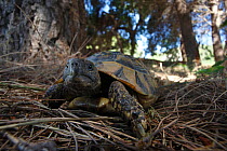 Hermann's tortoise (Testudo hermanni) in a pine forest, Patras area, The Peloponnese, Greece, May 2009