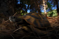 Hermann's tortoise (Testudo hermanni) walking in a pine forest, Patras area, The Peloponnese, Greece, May 2009