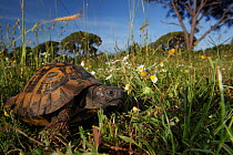 Hermann's tortoise (Testudo hermanni) in a meadow, Patras area, The Peloponnese, Greece, May 2009