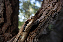 Four-lined snake (Elaphe quatuorlineata) climbing tree, Patras area, The Peloponnese, Greece, May 2009